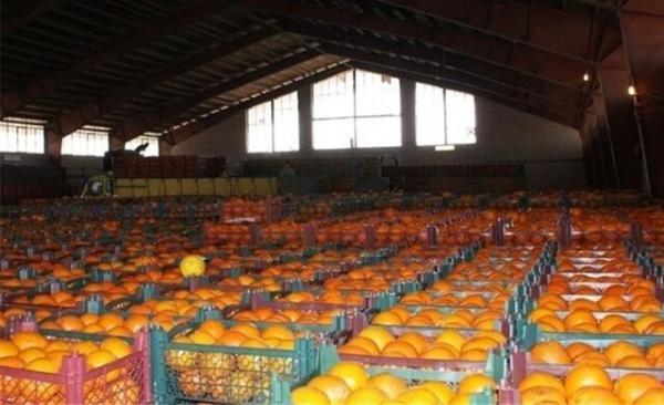 ذخیره سازی 1200 تن میوه شب عید در هرمزگان