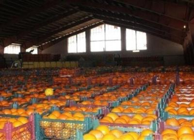 ذخیره سازی 1200 تن میوه شب عید در هرمزگان